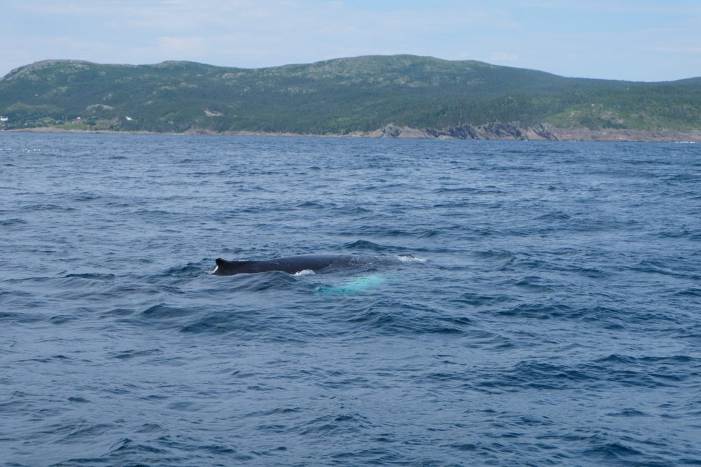 You can see the white under the surface of the whales fin in this photo