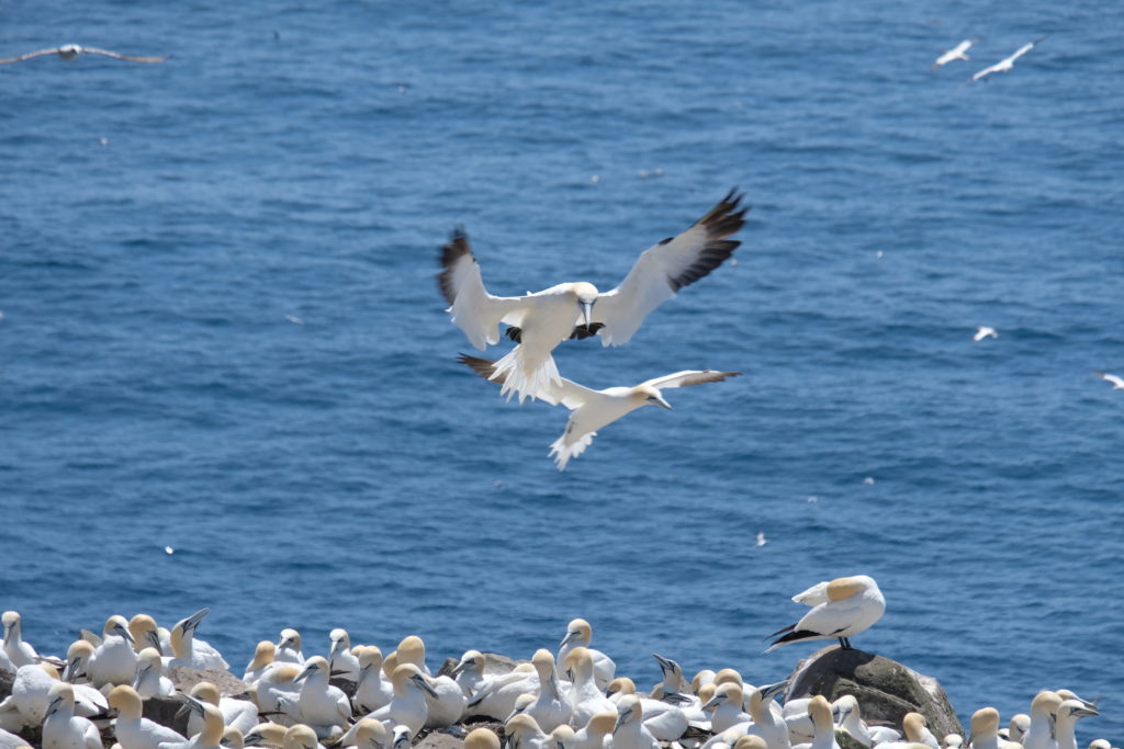 Gannet coming into land with some grass for its nest