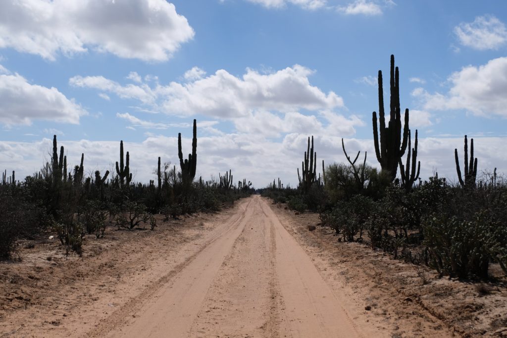Trails through cactuses 