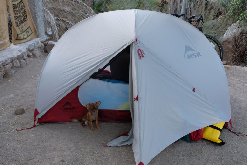 Dog attempting entry to tent