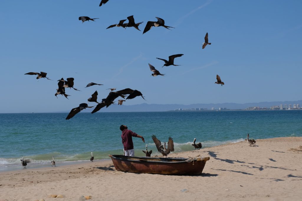 Fisherman feeding the pelicans and frigate birds